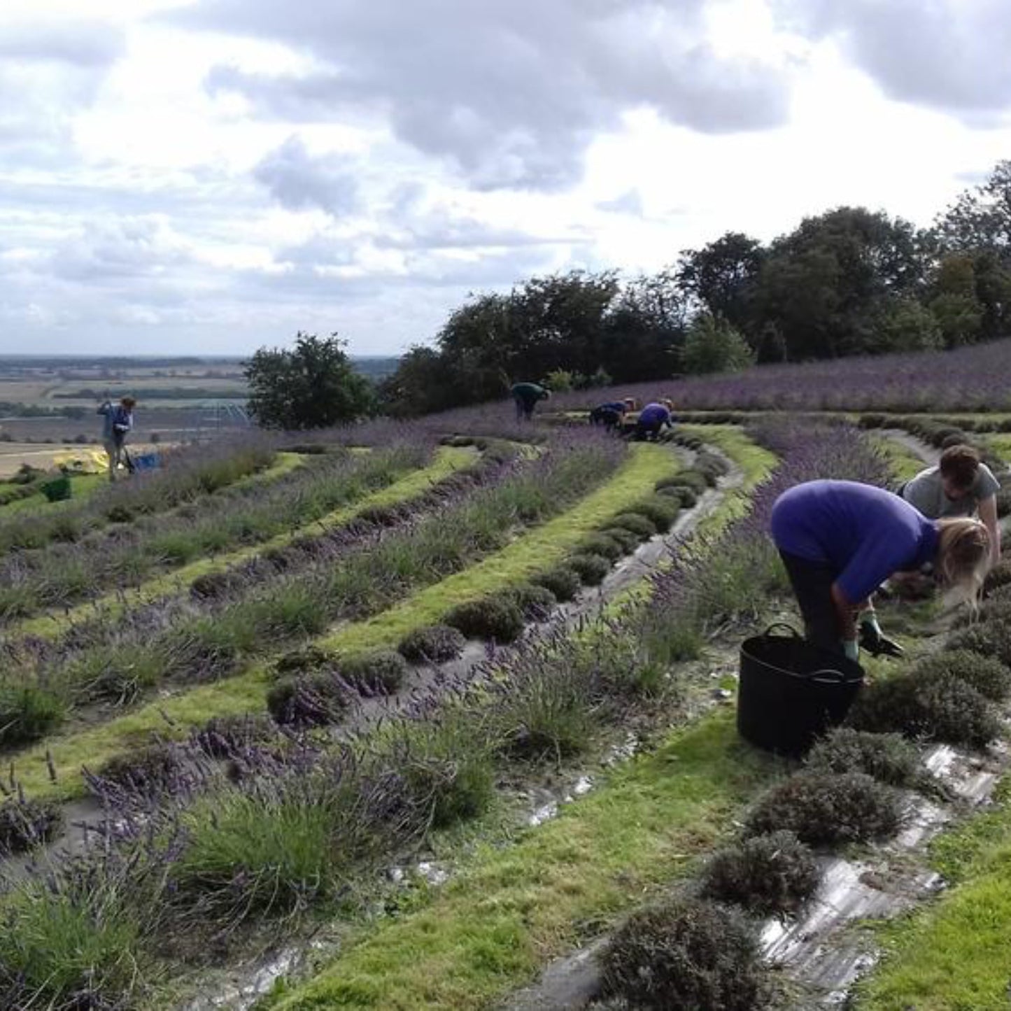 Yorkshire Lavender Natural Hand Soap Bar - The Great Yorkshire Shop